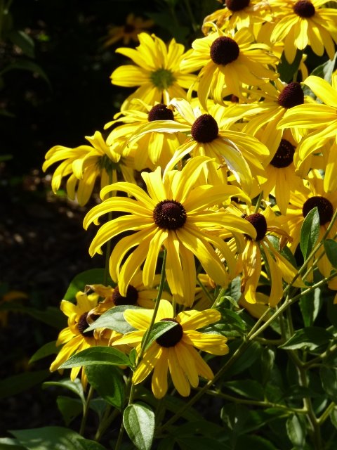 Rudbeckia subtomentosa fleur